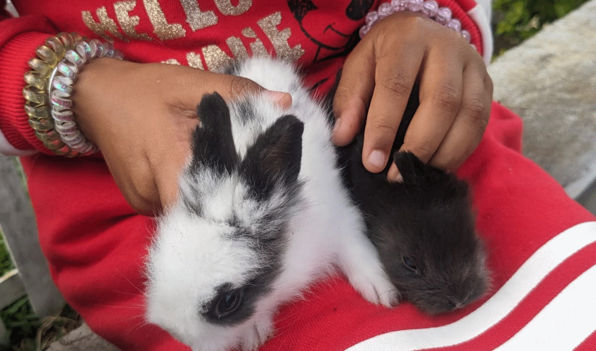 Rithvi’s Pet Rabbit Collection